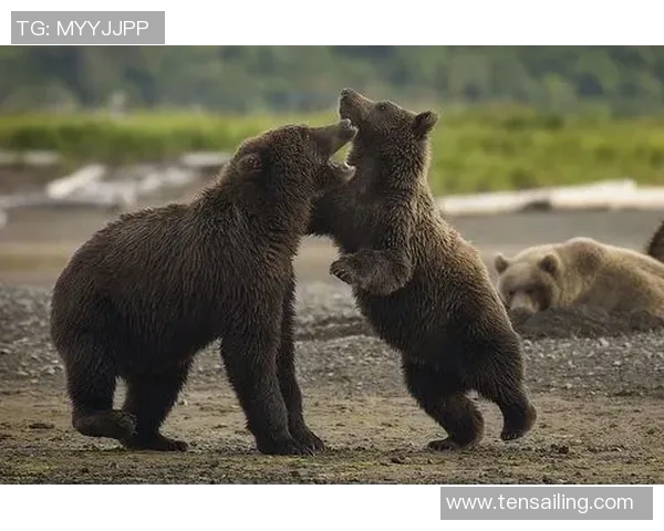 兵工厂与老虎分析的深度对比与启示探讨